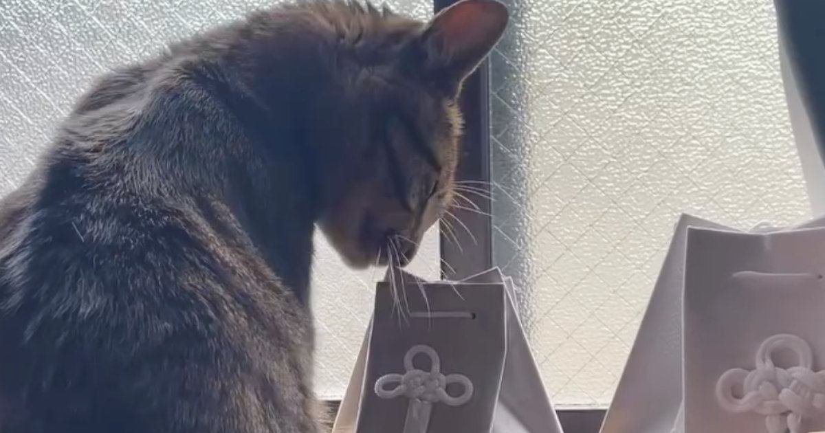 『大好きだったお姉ちゃん猫』の骨壺に……弟猫がとった『予想外の行動』に涙する人が続出「号泣してしまった」「やばい泣けてくる」