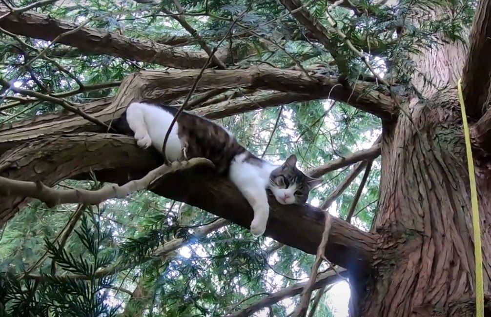 3日間立ち往生の猫を救助にきたはずが…！？