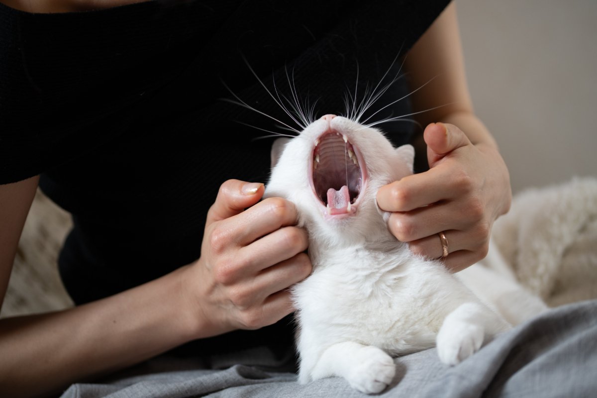 猫が『あくび』をするときの理由3つ　眠気のサインではないことも？隠れている心理とは