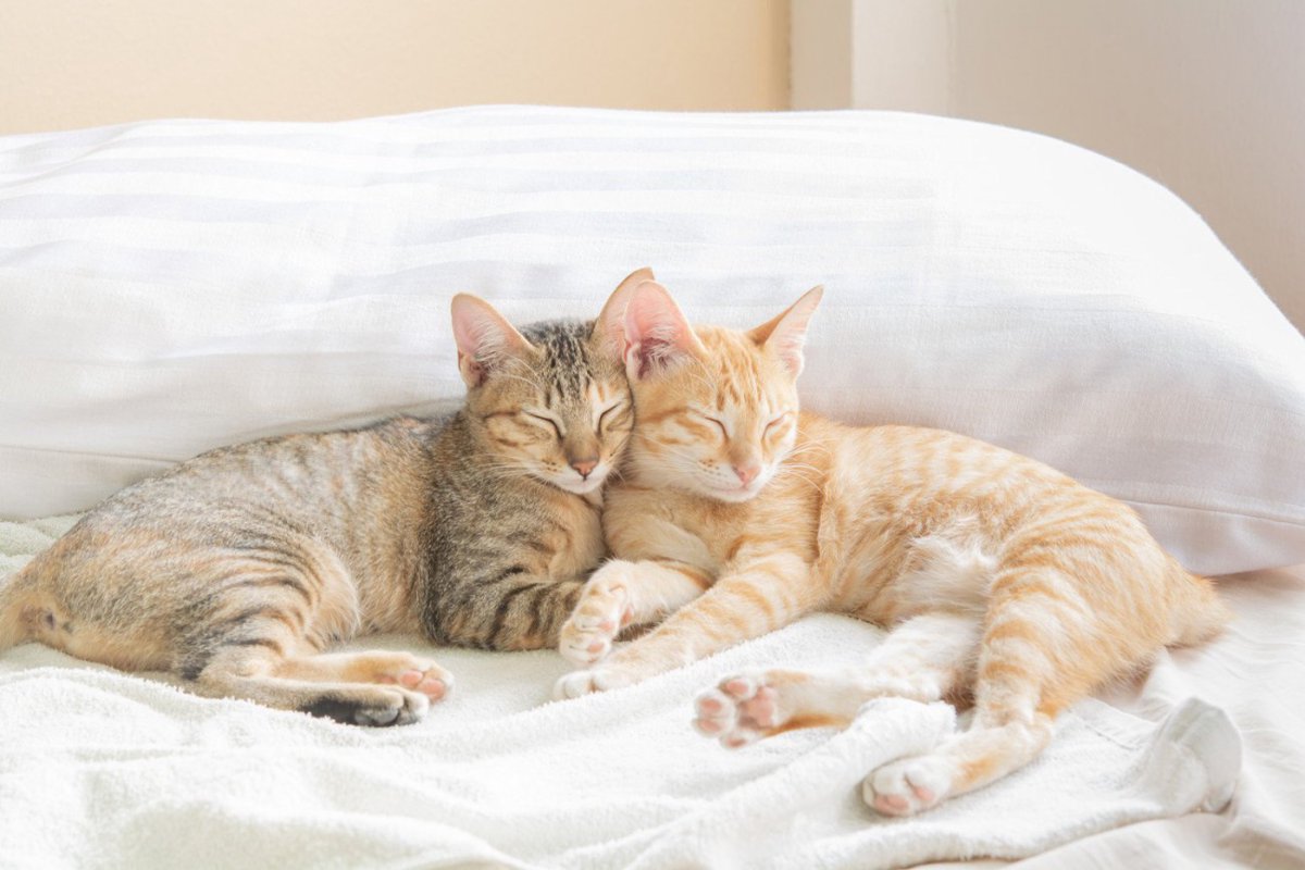ペットロスの悲しみは猫にも？意外と知らない「同居の動物が亡くなったときの猫の反応」【獣医師執筆】