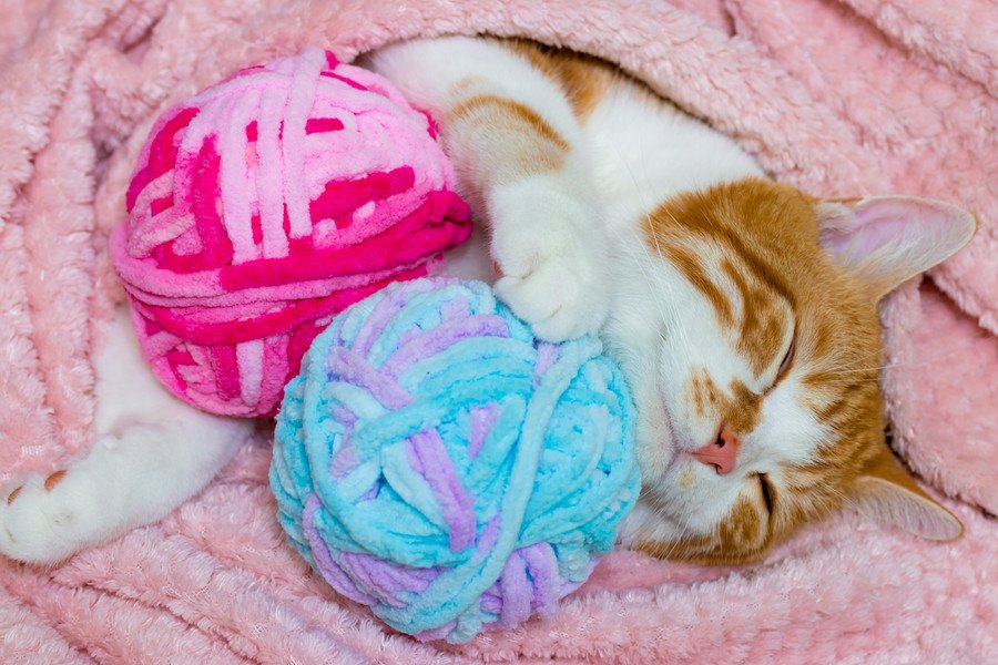 猫との幸せな時間を夢見るあなたへ…あらかじめ知っておくべき４つの事
