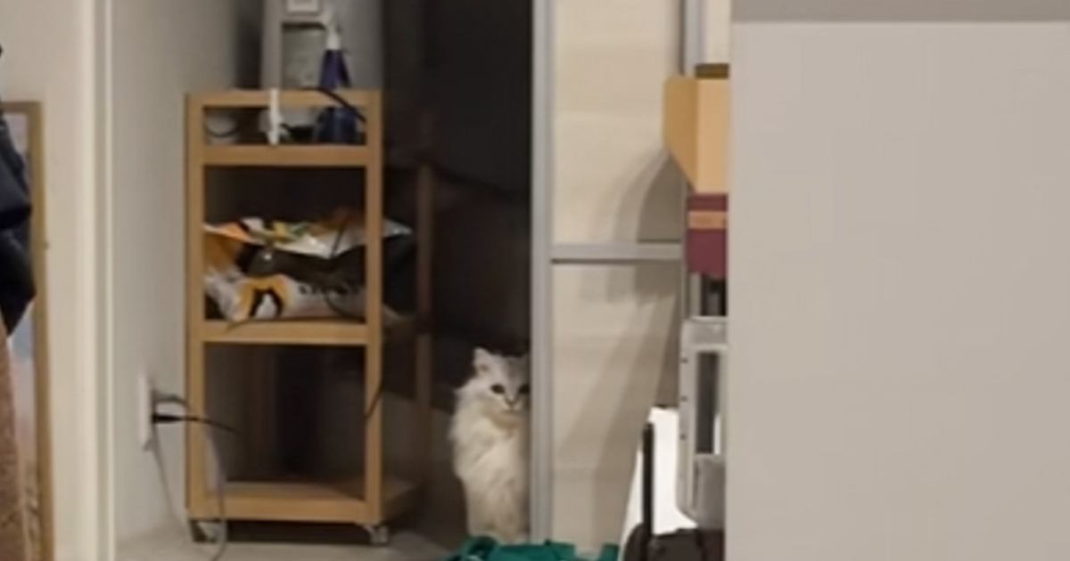 猫の顔の前でパパが『オナラ』をしてしまった結果…まさかの反応が50万再生「トラウマになってそうｗ」「傷ついた顔してるｗ」と爆笑の声