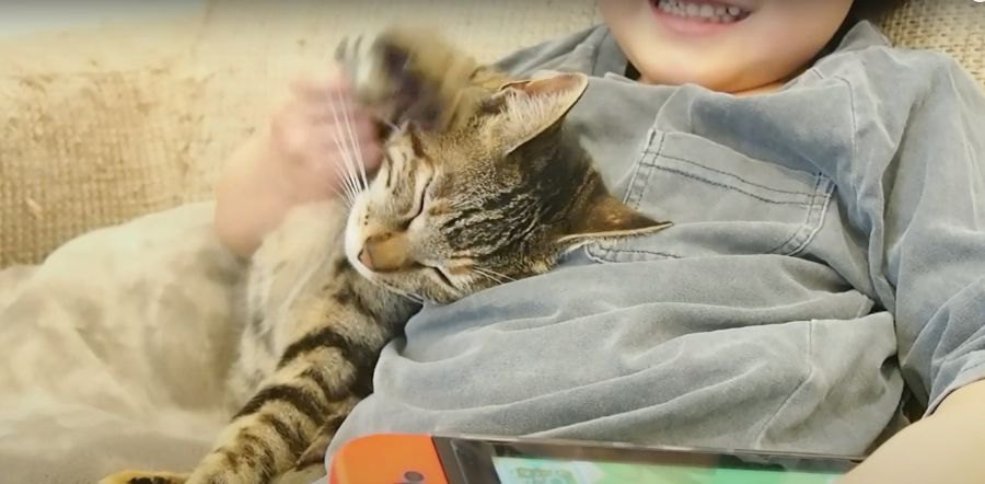 人肌恋しい猫ちゃん、しかしその代償は大きかった？？