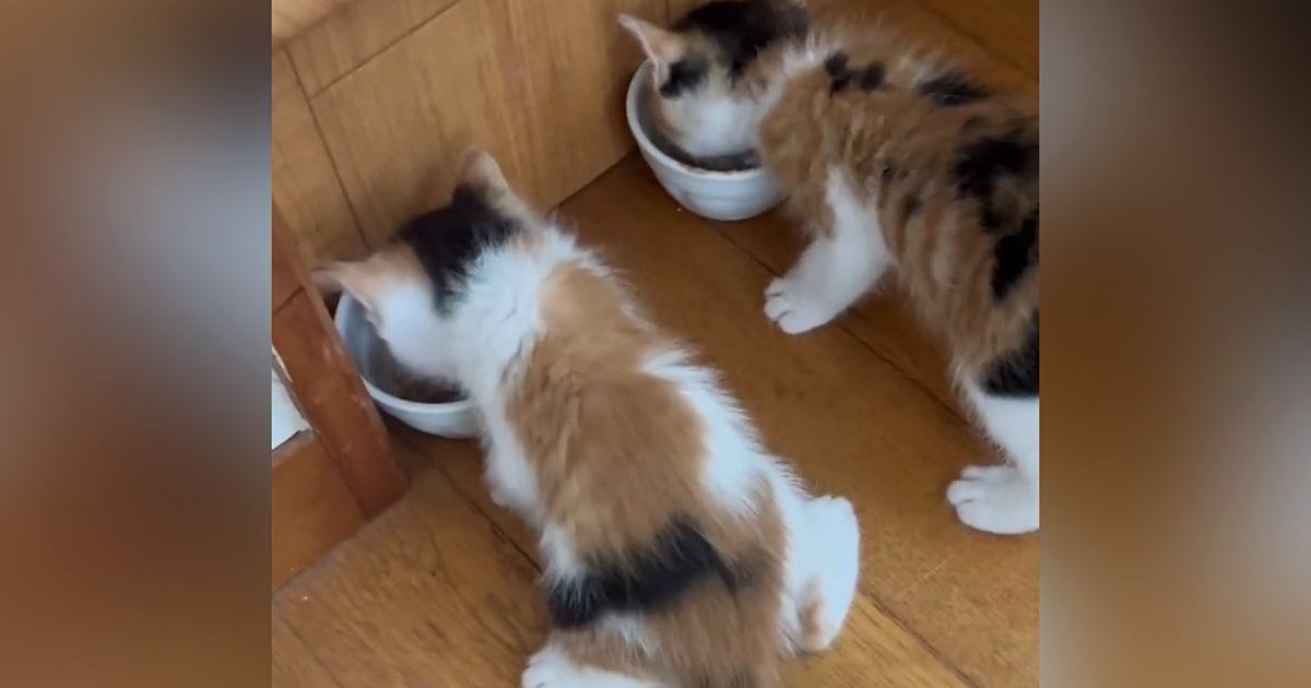 仲良くいっしょにご飯を食べる『2匹の赤ちゃん猫』…たまらない後ろ姿に癒される人が続出「可愛すぎて気絶しそう」「足が尊い」とSNSに反響