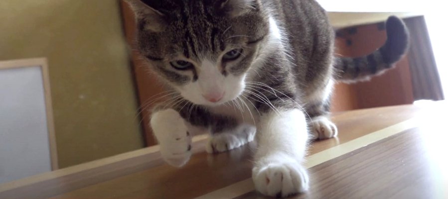 難易度高め？猫ちゃんの手をすり抜け逃げる光を追え！