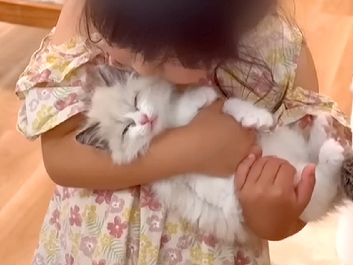 ５歳の女の子に抱っこされまくる保護子猫→嫌がるかと思ったら…信じられないほど尊い『まさかの反応』が16万再生「可愛いの大渋滞ｗ」