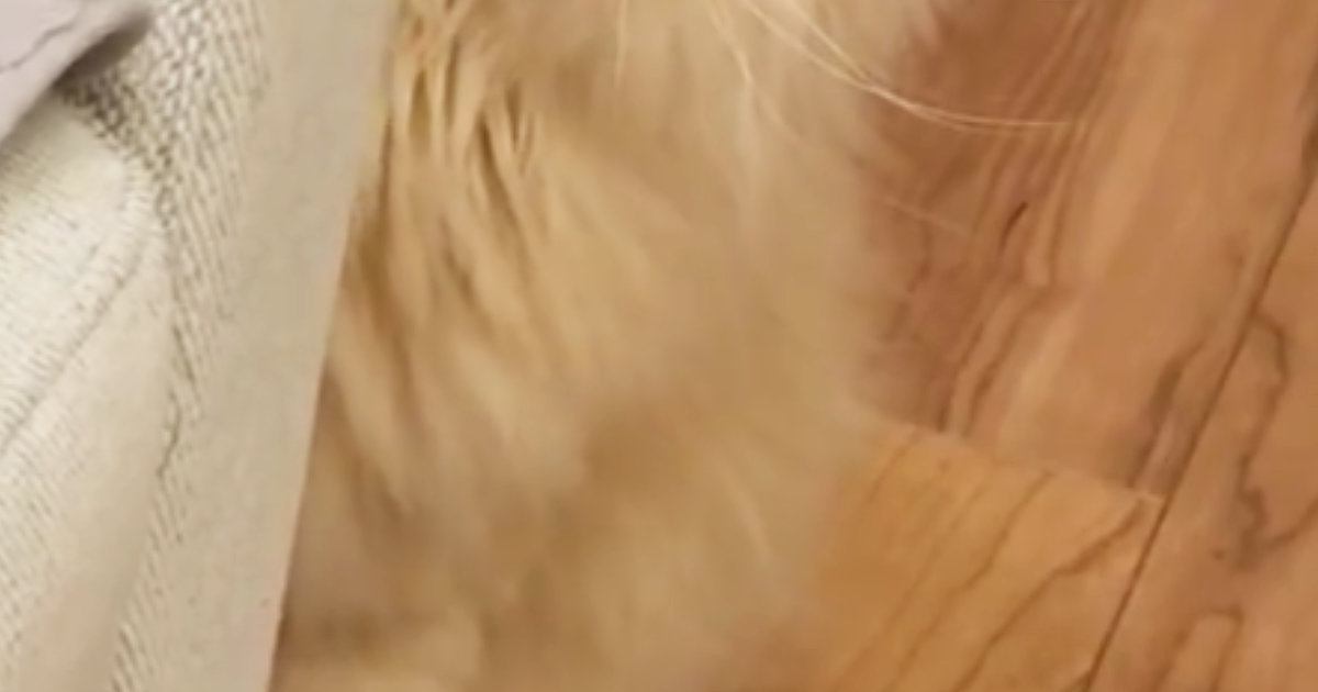 病院に連れて行かれた猫→家に帰ってきたら……完全に『信用を失った瞬間』に６万いいね「よっぽど怖かったのねｗ」「気持ちが伝わってくるｗ」