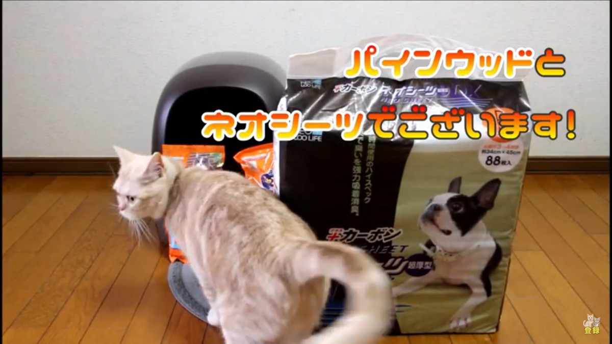 ［朗報！］猫のシステムトイレの賢い使い方が判明！