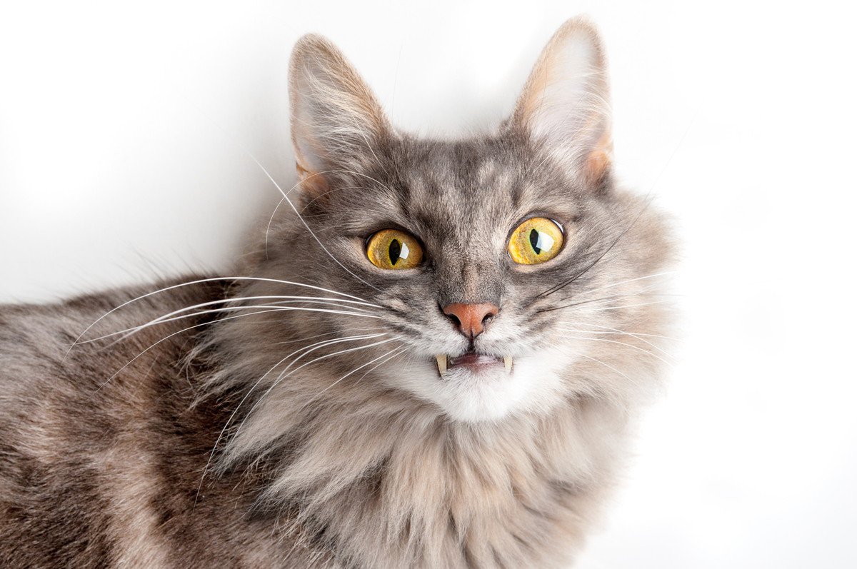 猫の口から『牙が見えている』のはおかしい？考えられる原因と対処法　治療が必要な場合も