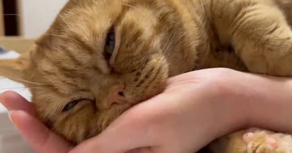 とっても『甘えん坊な猫』→飼い主さんの腕にしがみついて…幸せあふれる『尊い瞬間』に５万いいね「たまりませんなぁ」「すべてに癒された」