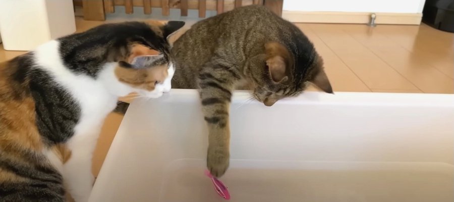 暑さも忘れる水遊び！"ロボ魚"が気になる猫ちゃんたち