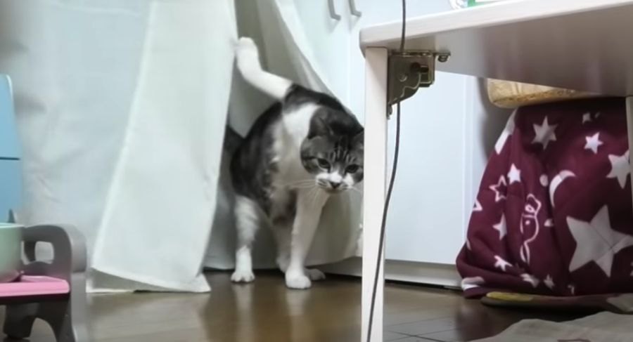 カーテンに爪が！！焦っちゃう猫ちゃん