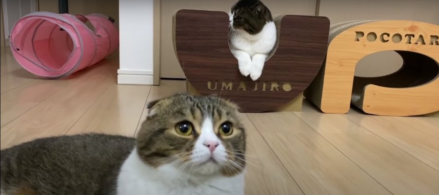 爪とぎが使えなくてしょんぼりしちゃう猫ちゃん