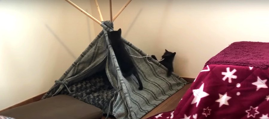 2匹で仲良くテントを破壊！？黒猫兄弟のわんぱく子猫時代