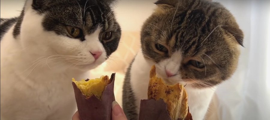 焼き芋大好きなパパ猫さんに遠慮しちゃう息子猫くん！