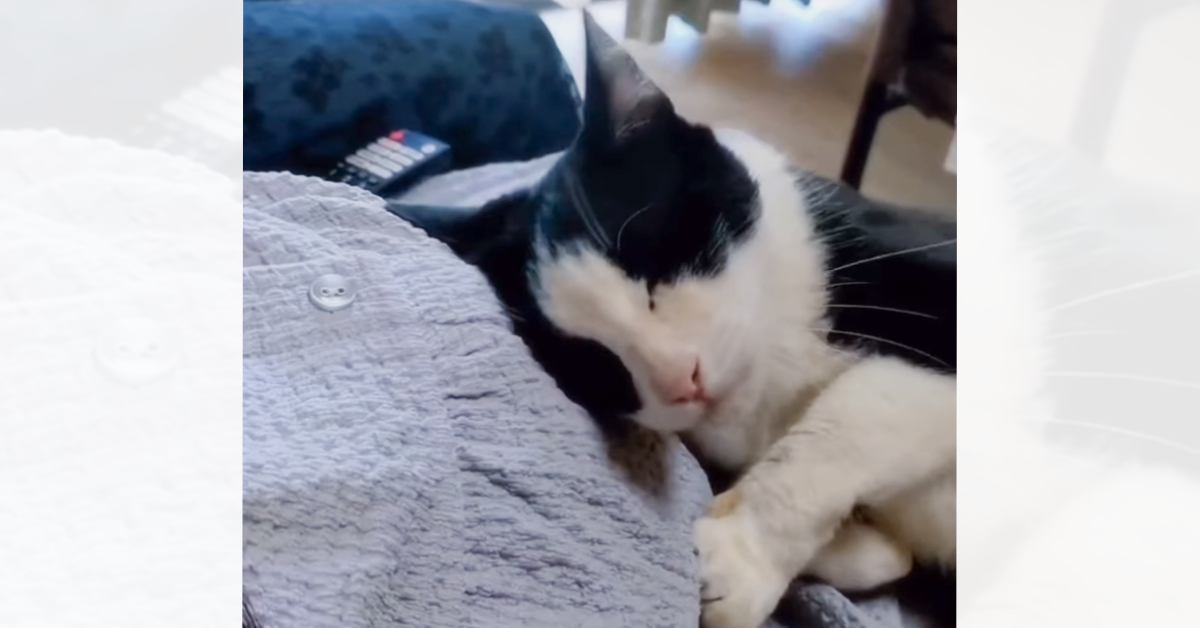座っている妊婦さんの前に猫が現れて…お腹を見たときの『まさかの行動』が素敵すぎると133万再生「分かるんだろうね」「泣いてしまった」