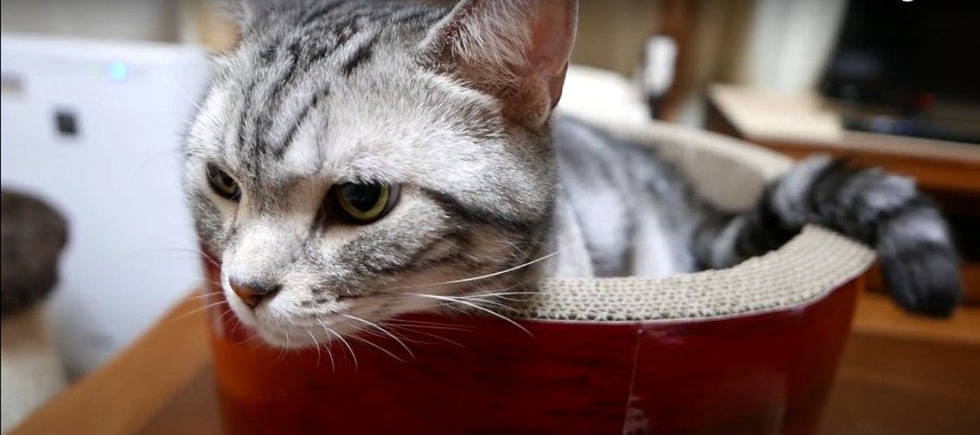 可愛すぎる見守り隊員♡猫ちゃんの静かなるエール