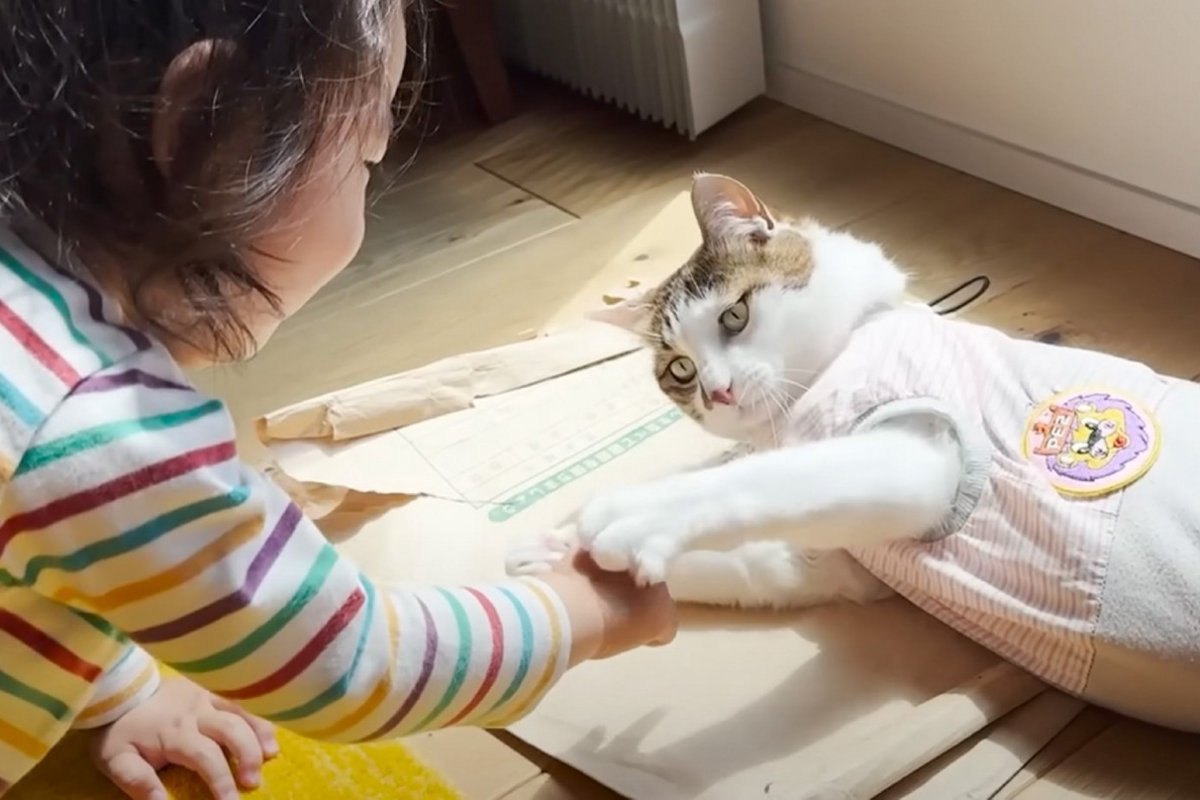 お世話を焼きたいお年頃の女の子→猫に絡みに行ったら…あまりにも尊い光景に癒される人続出「とても素敵な関係」「愛が溢れてる」と9万再生