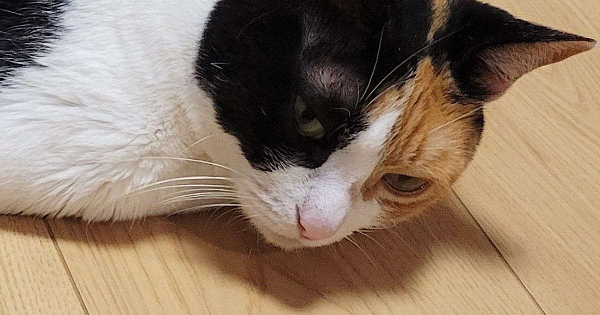 床に寝転がっていた『三毛猫』を見ると……『幻の生物にそっくり』な可愛すぎる瞬間に１万いいね「新種だと思われる」「スリスリしたい」と話題