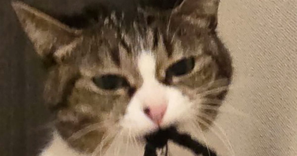 おやつを貰えなかった猫→次の瞬間、飼い主さんの物に…『まさかの行動』に爆笑する人が続出「悪そうな顔ｗｗ」「もうボロボロｗ」と３万いいね