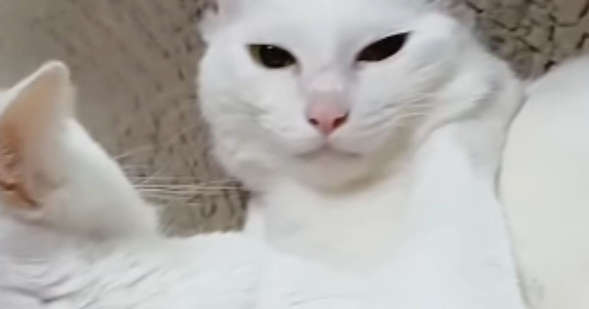 一緒に暮らす猫に『激しい毛づくろい』をされた猫…思わず笑ってしまう『まさかの光景』が11万再生「芸術は爆発だｗ」「なんかかっこいいｗ」