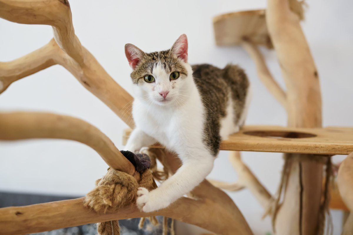 猫にもそれぞれ『利き手』があるの？見極めるコツや性別による傾向まで