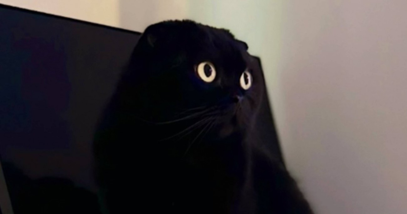 モニターの前にいる『黒猫』を見てみたら…画面から飛び出ているように見える『驚きの瞬間』が56万表示「トリックアートみたい」「3Dｗ」