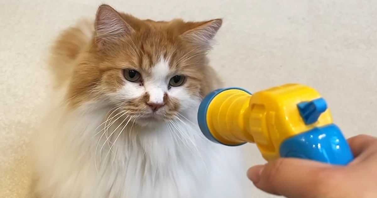 ふわふわのボールが飛ぶおもちゃで『猫』と遊んでいたら…『想定外すぎる展開』に爆笑する人続出「動くクリスマスツリーｗ」「可愛すぎるｗ」