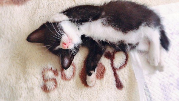 NNNからの使者！？ペットロスから抜け出せない私の前に突如現れた子猫『オレオ』