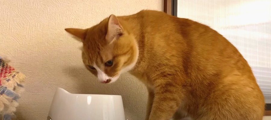 思い出して！食べたことがあるはずのウェットフードに警戒する猫ちゃん