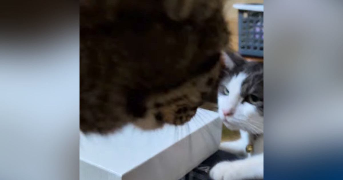 先輩猫に近づいた猫→『パンチ』が飛んできて…まるでコントのような『リアクション』が31万再生「やられ方がプロｗ」「前世はお笑い芸人」