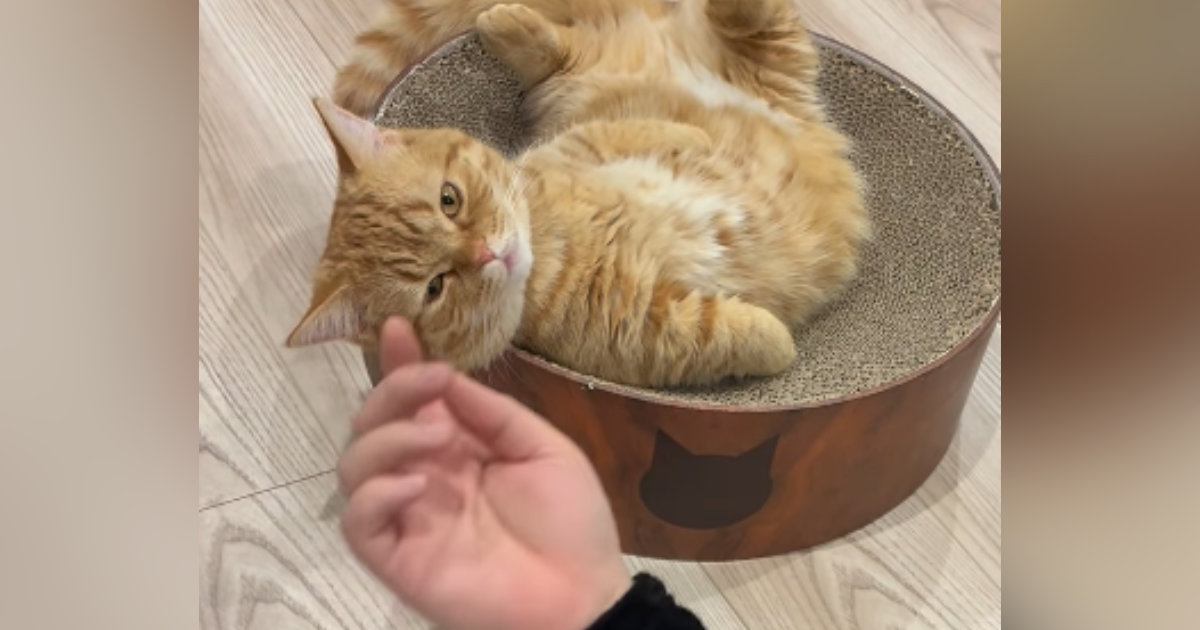 ベッドの上で『くつろいでいた猫』→眉間あたりを撫でられると…可愛すぎて癒される瞬間が12万再生「たまらない」「あっという間に完成ｗ」