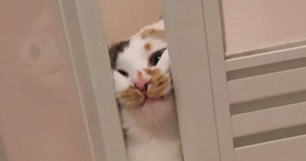 お風呂から出たい猫ちゃん→ドアの隙間から…必死な様子がかわいすぎると５万いいね「シッ俺だ助けに来た」「すんごい顔してるｗ」と話題