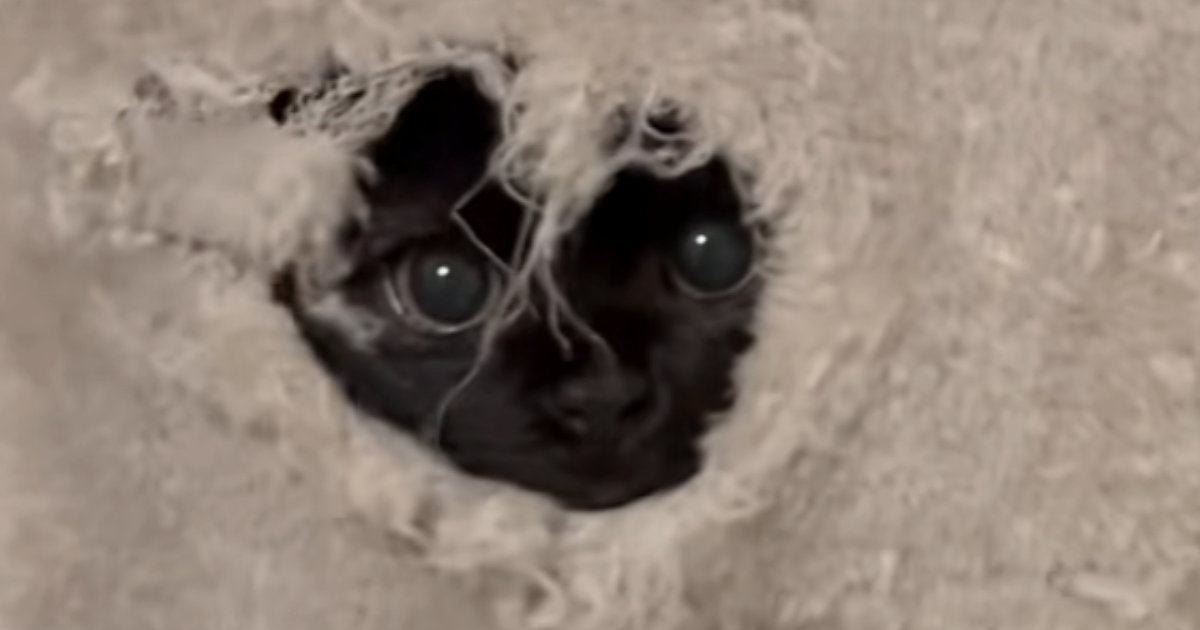 キャットタワーに『穴をあけた黒猫』→顔を覗かせて…かわいすぎる行動に笑顔になる人が続出「ガン見からのｗ」「ぬぅっと出てきた笑ったｗ」