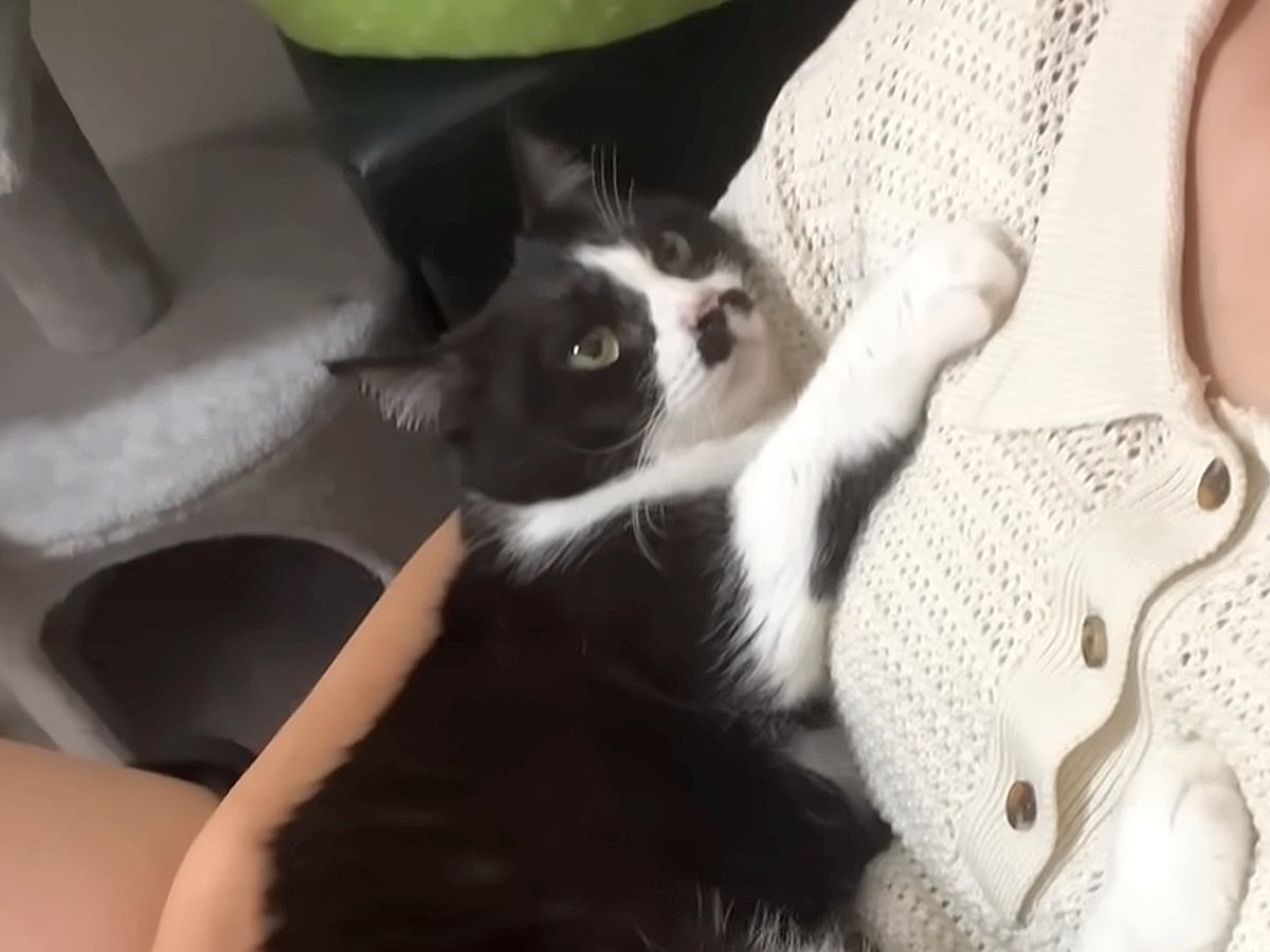 ８時間ぶりに帰宅した女性→白黒ネコが大喜びして…尊すぎる『赤ちゃんのような行動』に反響「大好きなのがよくわかる」「90パーセント人間」