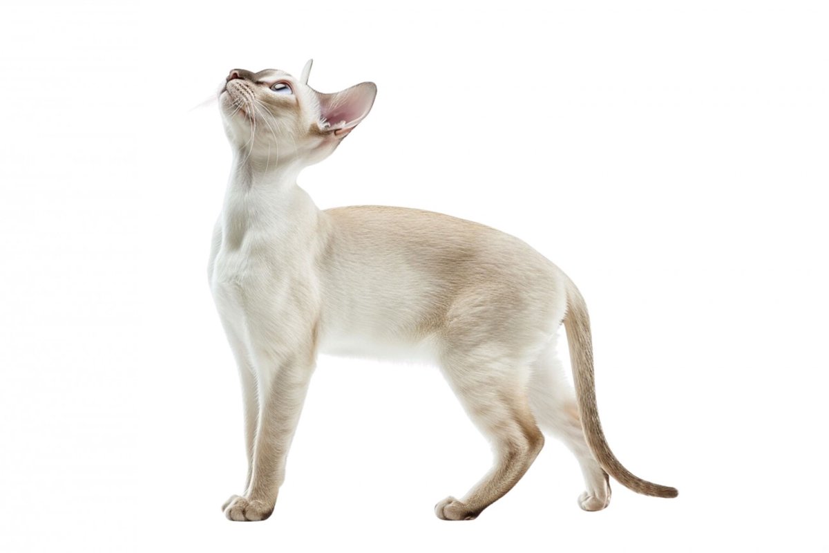 【獣医師監修】カラーポイント・ショートヘアーってどんな猫？特徴や性格から飼う前の注意点・価格相場まで徹底解説