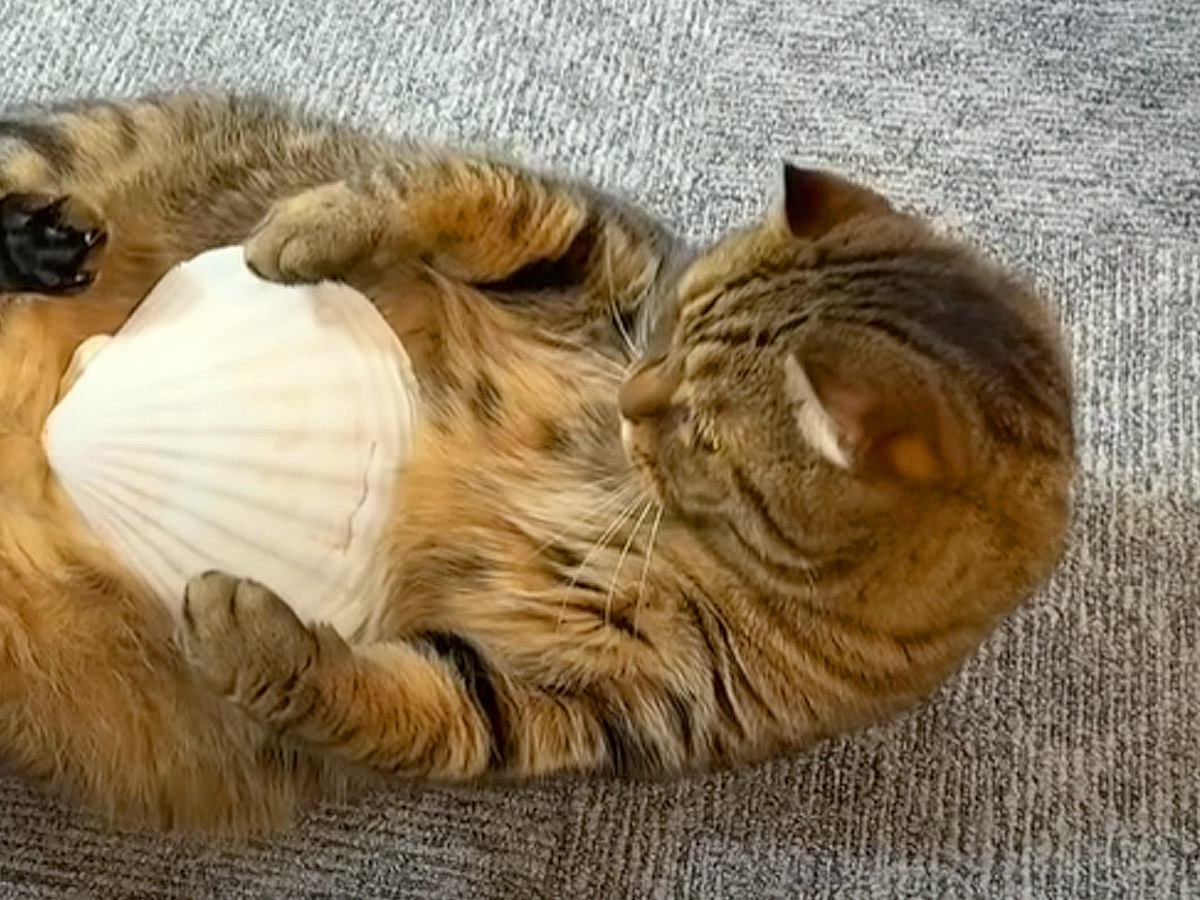 “ヘソ天”をしている猫たち→お腹にホタテの貝がらを乗せてみたら…『まるでラッコのような風格』と個性的な反応に「声出たｗ」「可愛すぎ」