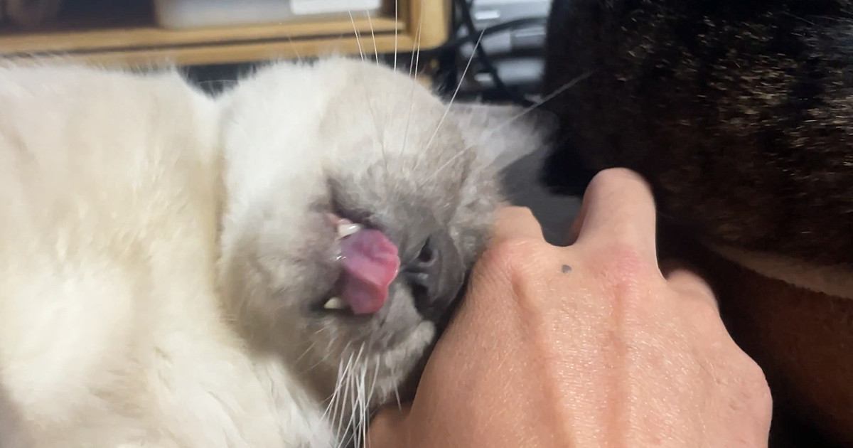 『全力で甘えてきた猫』を撮影していると、突然……まさかの瞬間に「素になるの人間っぽいｗ」「思わず笑っちゃった」と笑顔になる人続出