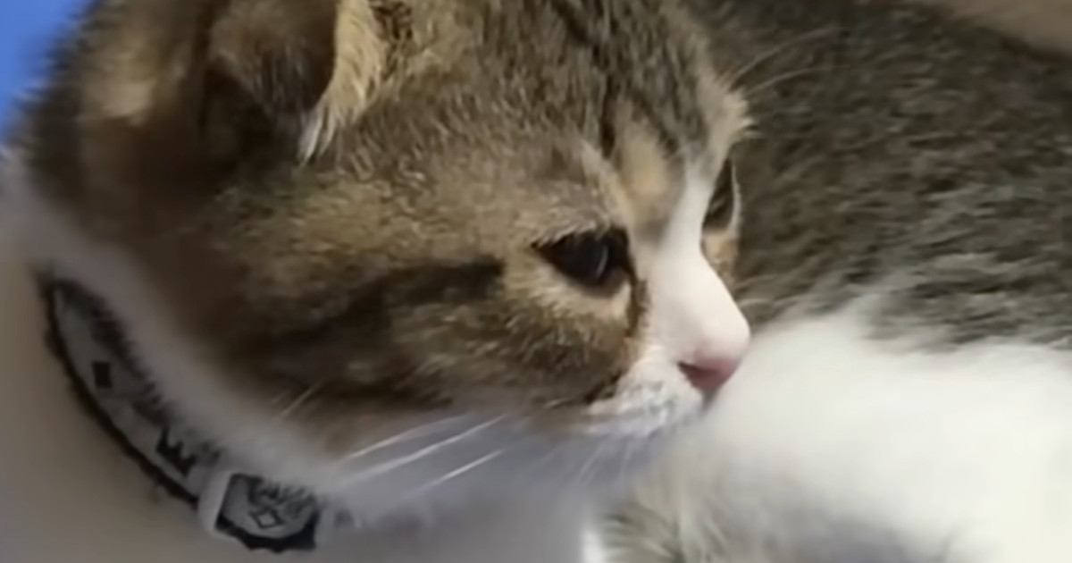子猫に『猫用ベッド』を買ってあげたら…まさかの『尊すぎる光景』が76万再生「人間の子供と変わらないｗ」「よほど気に入ったのね」
