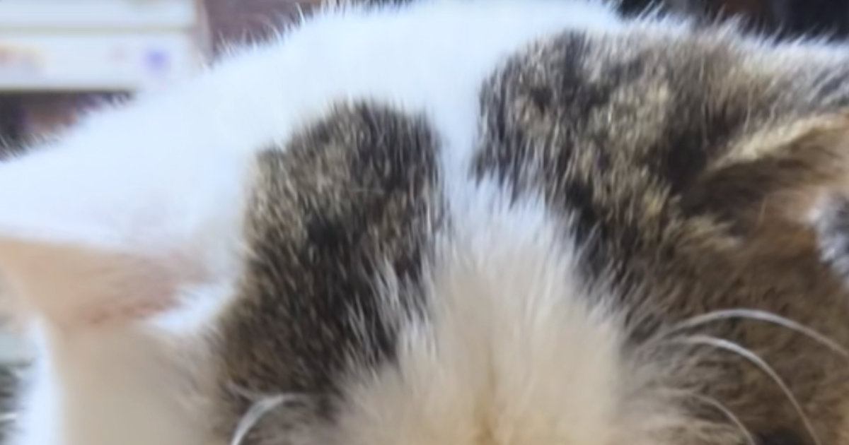 そぼろ丼を食べていると、そばにやってきた猫…『表情』を見ると→『愛おしすぎる光景』が133万再生「声かけちゃうな」「撫でまわしたい」
