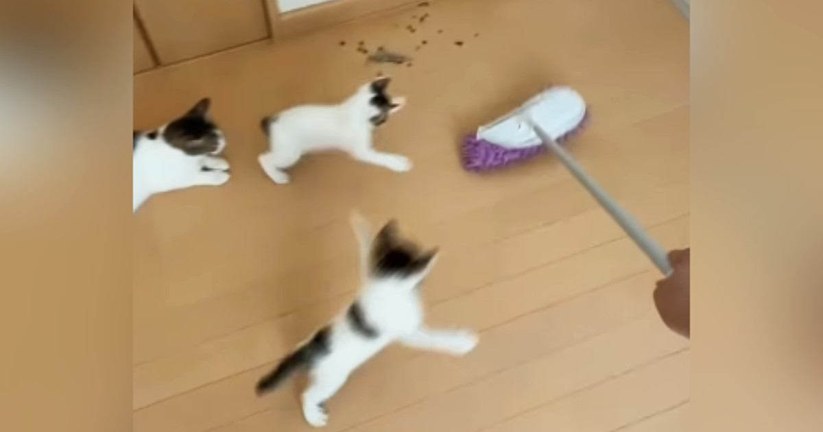 モップ掛けをしていると、『子猫たち』が…全力で追いかけ始める『可愛い光景』に爆笑「全然掃除できてないｗ」「最後で吹いたｗ」と34万再生
