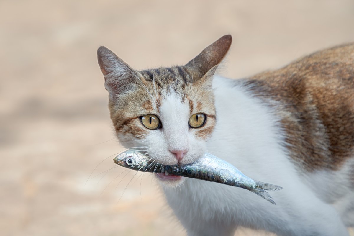 肉派？魚派？『猫の食性』に関して知っておきたいこと3つ　愛猫の食事を理解するためのトリビア