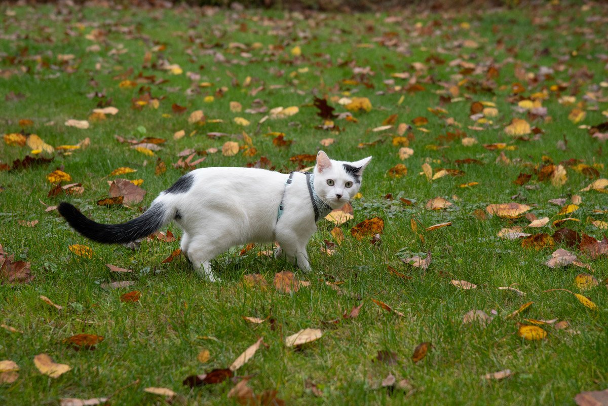 猫に『お散歩』は不要…やめておいたほうがいい3つの理由