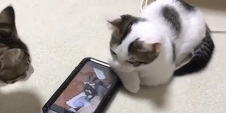 若かりし頃の自分の動画をみて動揺を隠しきれない猫ちゃん