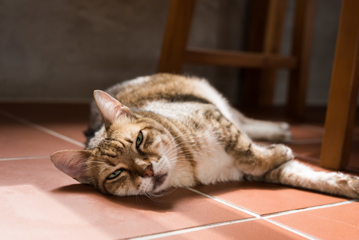 猫がリラックスできない飼い主のNG行動５つ