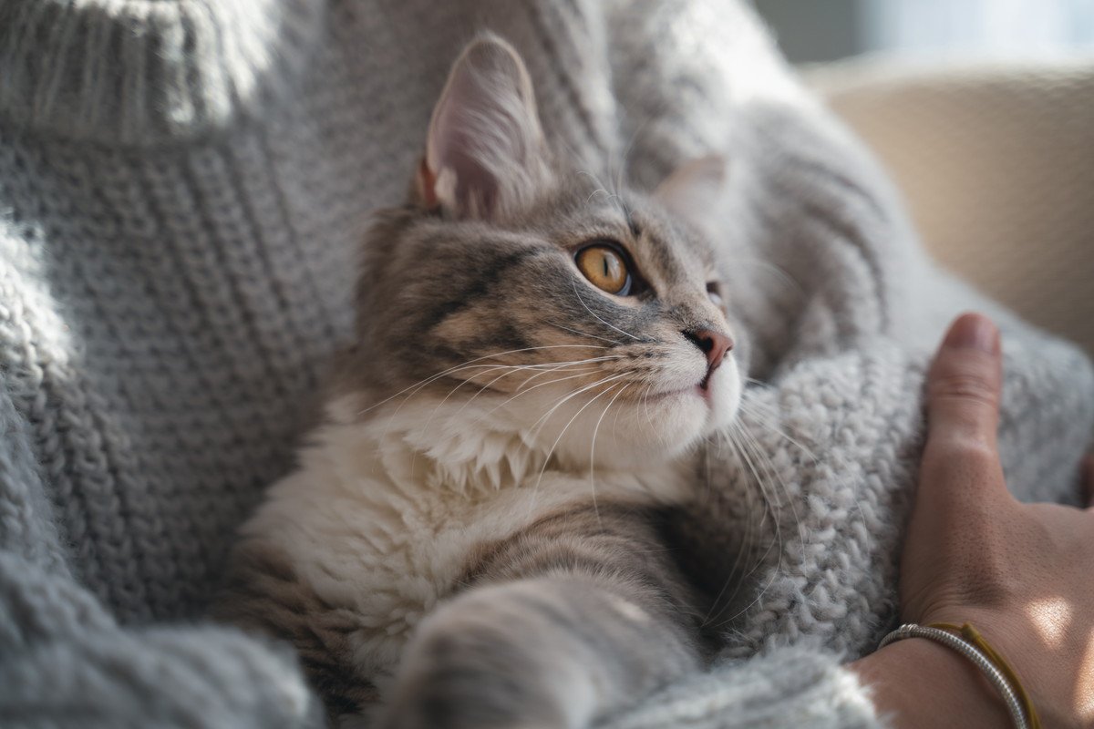 猫を迎えたなら必ず守るべき『終生飼養』の約束　愛猫を生涯大切にするための心得7選