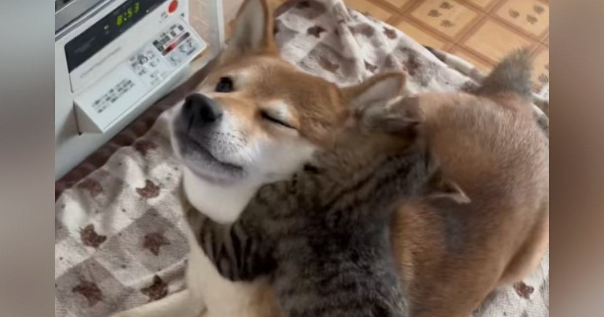 ヒーターの前でくつろぐ柴犬→『子猫』が抱きついてくると…尊すぎるやり取りが200万再生「見たことないしがみつき方ｗ」「旦那に欲しいｗ」