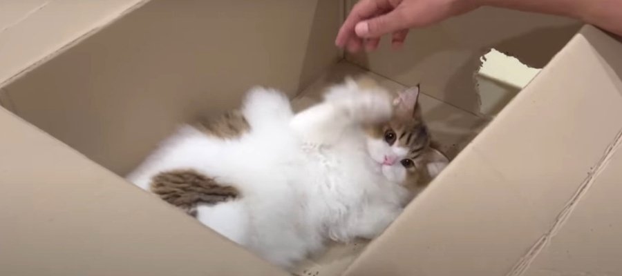 『捨てちゃだめニャ！』お気に入りの箱を守る猫くん