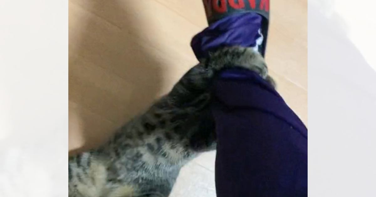 愛猫をちょっぴり驚かしてみたら…想像を遥かに超える『衝撃の仕返し方法』に4万2000いいね「倍返しだｗ」「攻撃方法がプロｗ」