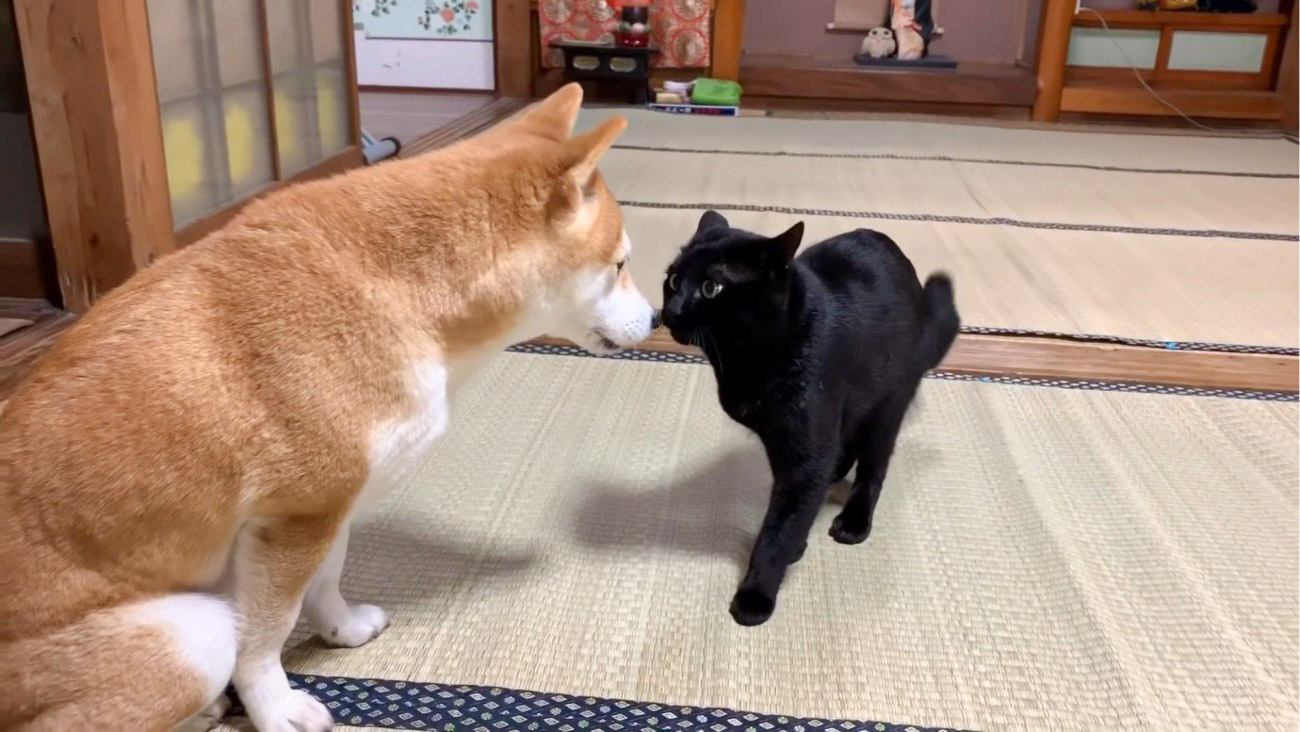 猫が大好きな柴犬に『ちょっかい』を出し続けた結果…優しい対応にほっこりすると27万7000再生「愛がある触れ合い」「可愛すぎる」